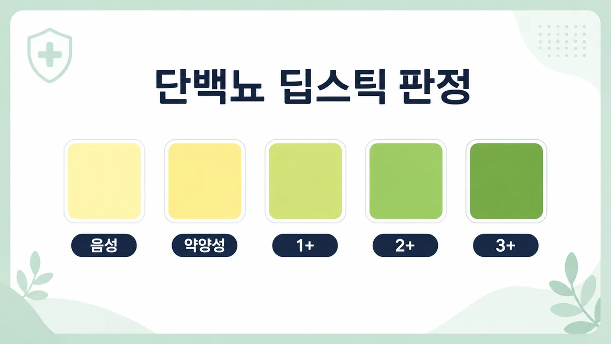 단백뇨 소변검사 딥스틱 판정 단계 도표 — 음성부터 3+까지