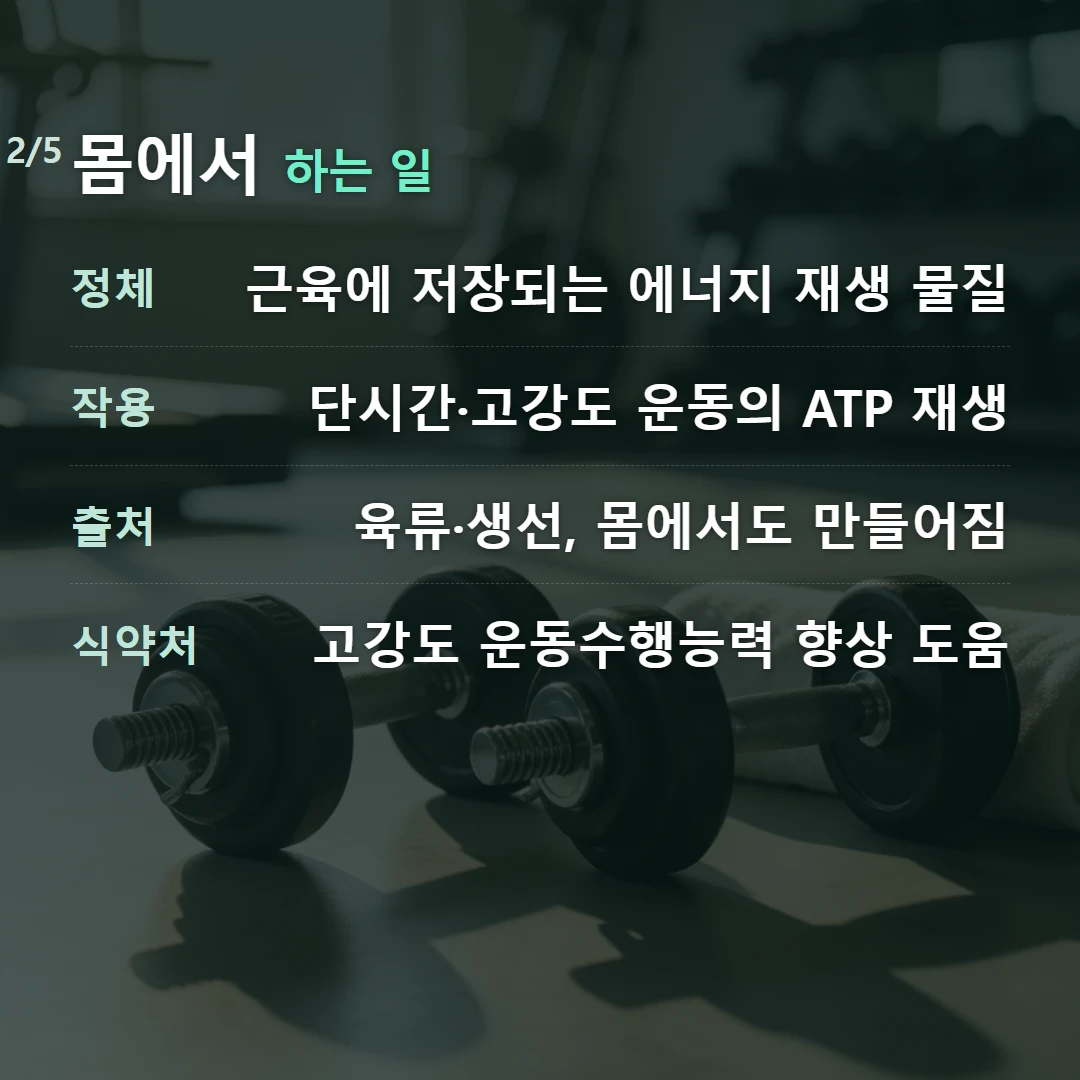 몸에서 하는 일 — 정체 근육에 저장되는 에너지 재생 물질, 작용 단시간·고강도 운동의 ATP 재생, 출처 육류·생선, 몸에서도 만들어짐, 식약처 고강도 운동수행능력 향상 도움