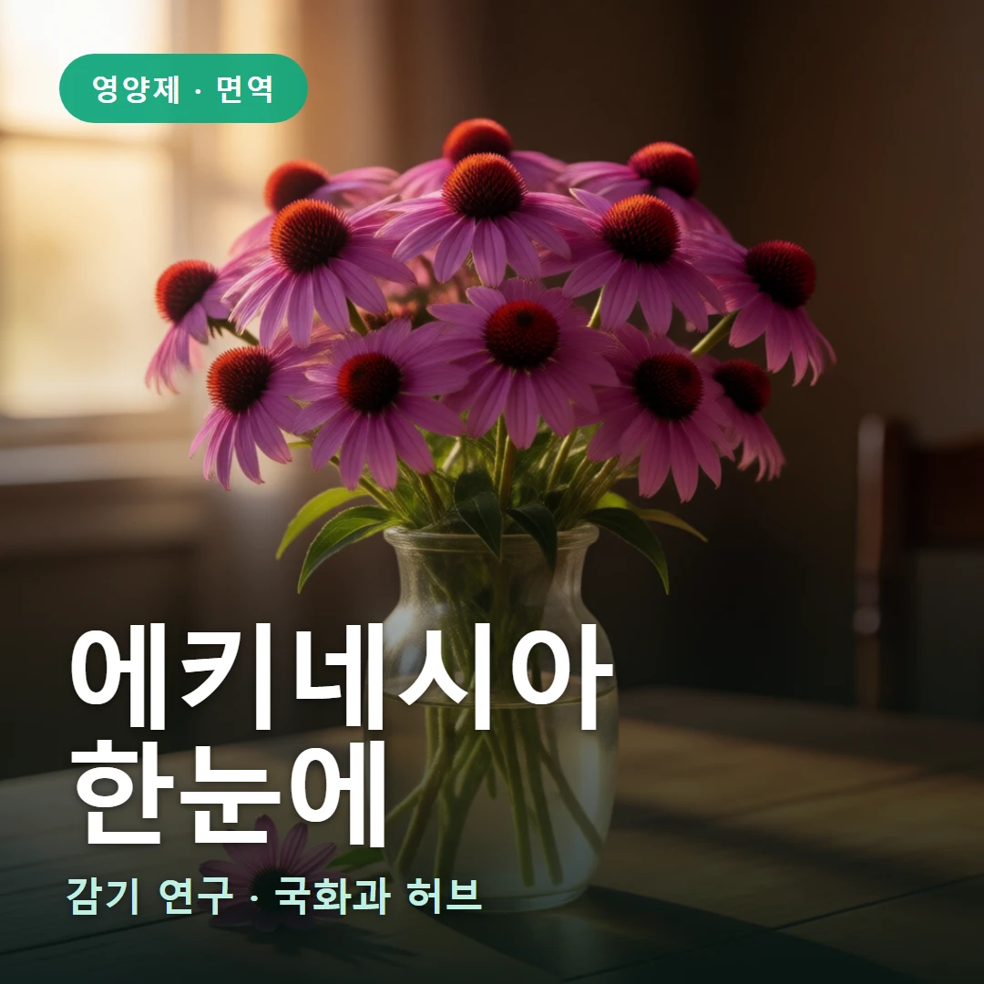 에키네시아 요약 표지 — 감기 연구 · 국화과 허브