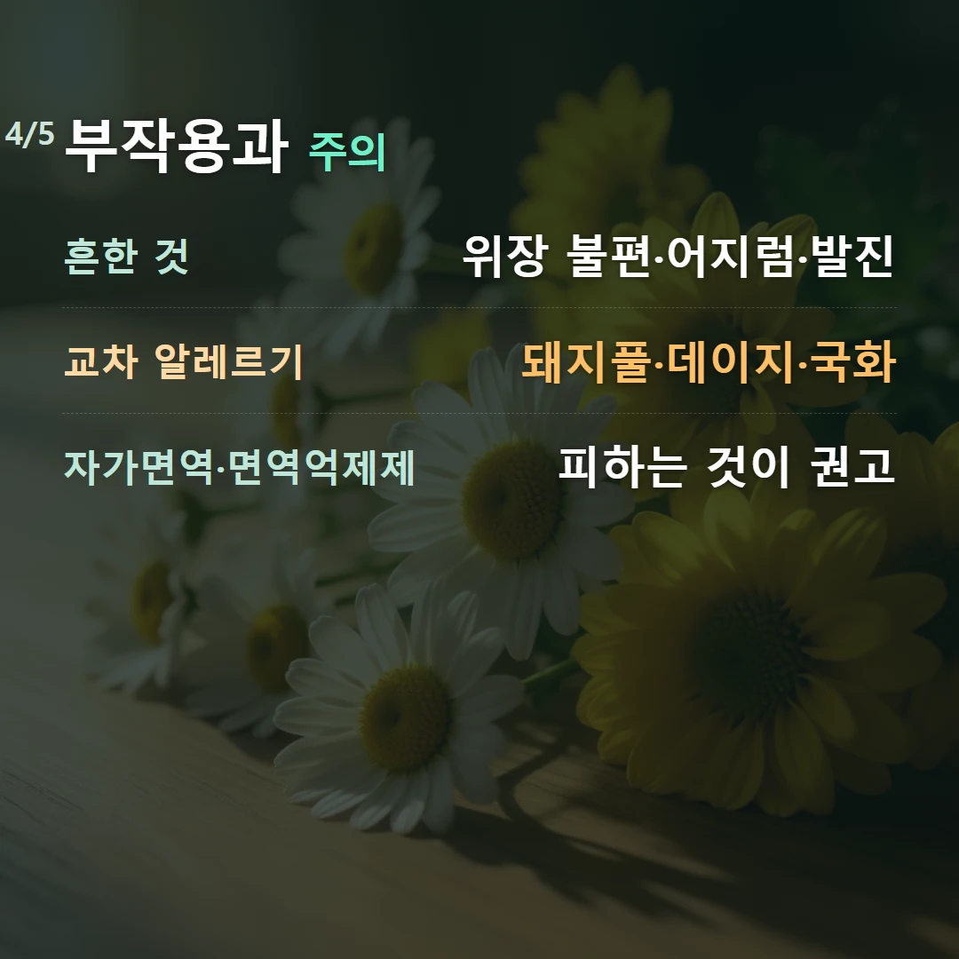 부작용과 주의 — 흔한 것 위장 불편·어지럼·발진, 교차 알레르기 돼지풀·데이지·국화, 자가면역·면역억제제 피하는 것이 권고