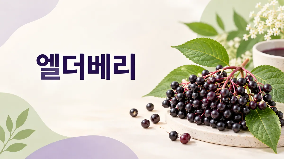 엘더베리 효능과 부작용, 생으로 먹으면 안 되는 이유