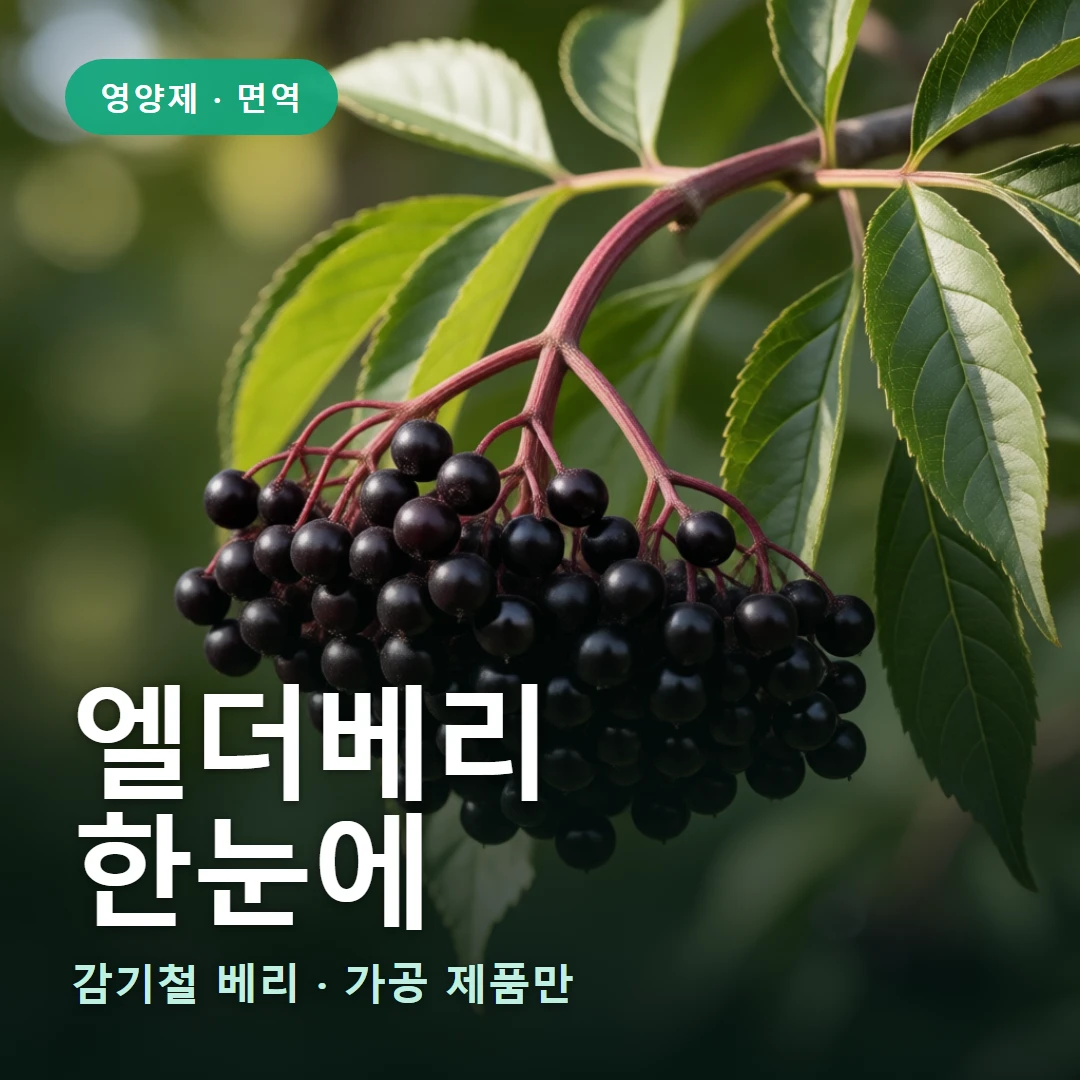 엘더베리 요약 표지 — 감기철 베리 · 가공 제품만