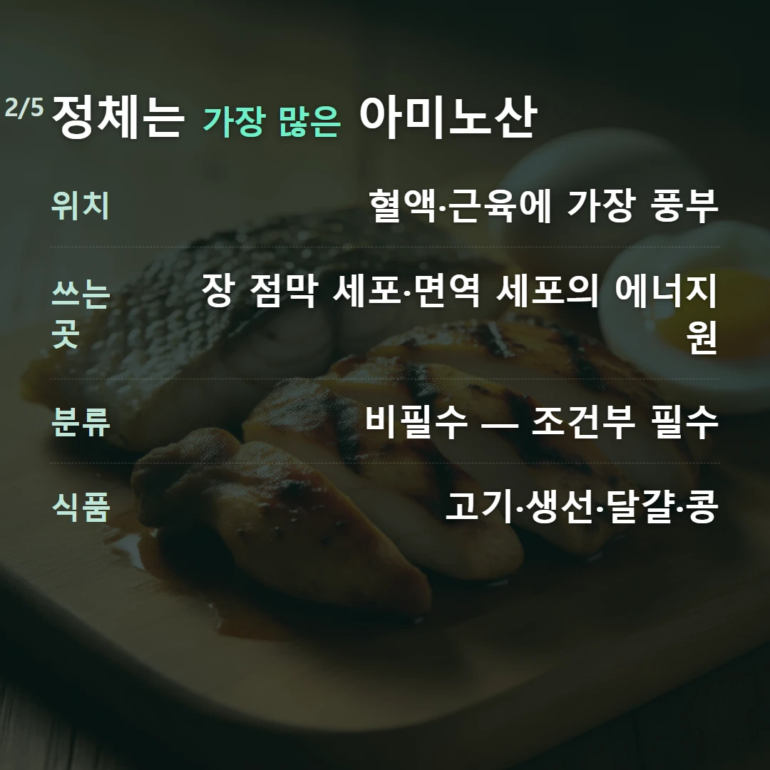 정체는 가장 많은 아미노산 — 위치 혈액·근육에 가장 풍부, 쓰는 곳 장 점막 세포·면역 세포의 에너지원, 분류 비필수 — 조건부 필수, 식품 고기·생선·달걀·콩