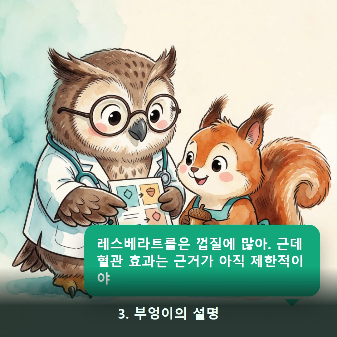 웹툰 3컷 — 3. 부엉이의 설명 (레스베라트롤은 껍질에 많아. 근데 혈관 효과는 근거가 아직 제한적이야)
