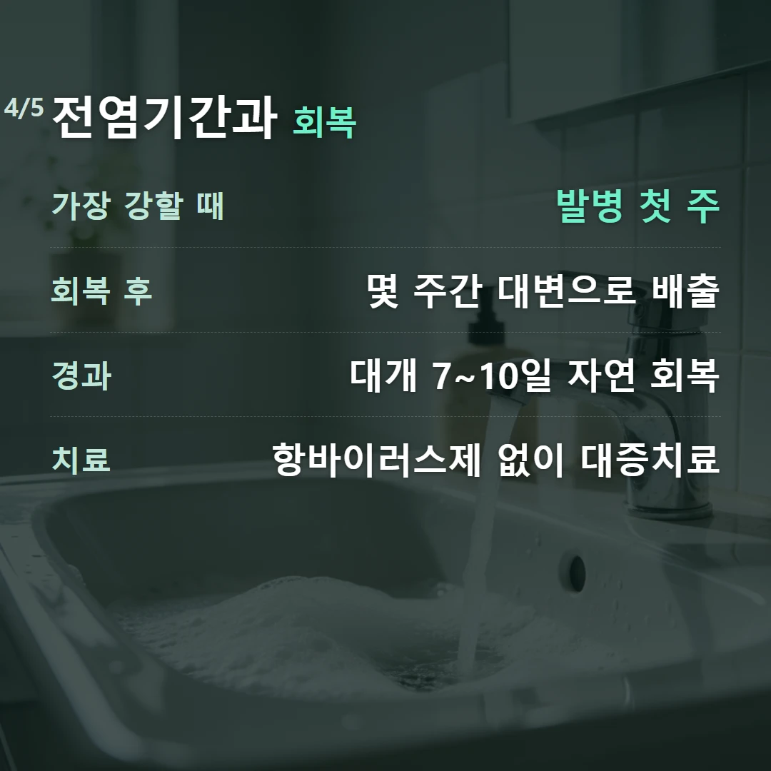 전염기간과 회복 — 가장 강할 때 발병 첫 주, 회복 후 몇 주간 대변으로 배출, 경과 대개 7~10일 자연 회복, 치료 항바이러스제 없이 대증치료