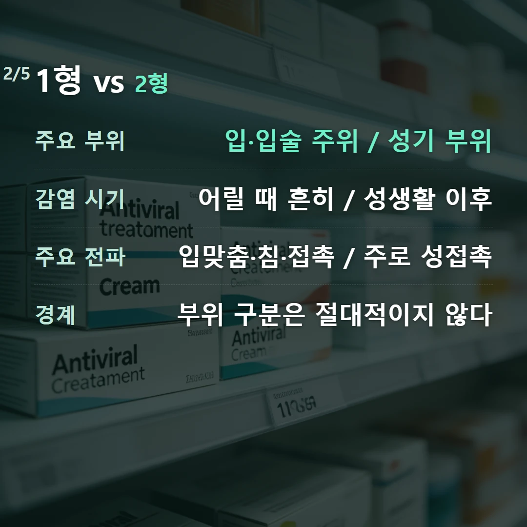 1형 vs 2형 — 주요 부위 입·입술 주위 / 성기 부위, 감염 시기 어릴 때 흔히 / 성생활 이후, 주요 전파 입맞춤·침·접촉 / 주로 성접촉, 경계 부위 구분은 절대적이지 않다