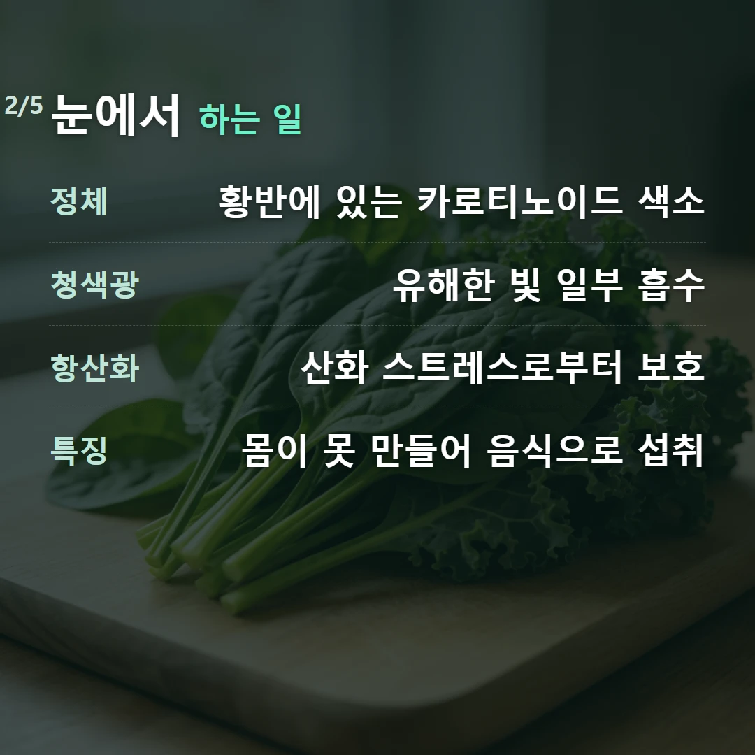 눈에서 하는 일 — 정체 황반에 있는 카로티노이드 색소, 청색광 유해한 빛 일부 흡수, 항산화 산화 스트레스로부터 보호, 특징 몸이 못 만들어 음식으로 섭취