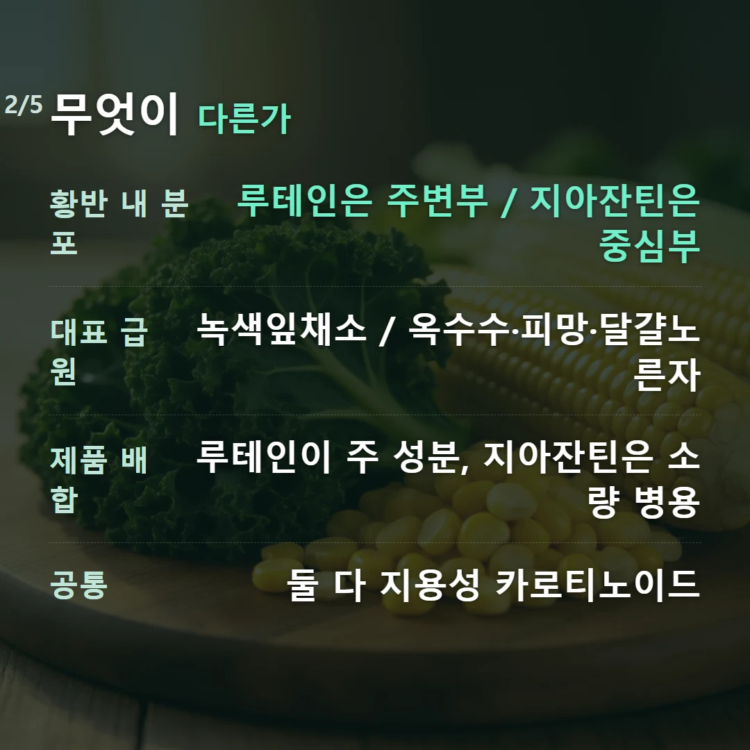무엇이 다른가 — 황반 내 분포 루테인은 주변부 / 지아잔틴은 중심부, 대표 급원 녹색잎채소 / 옥수수·피망·달걀노른자, 제품 배합 루테인이 주 성분, 지아잔틴은 소량 병용, 공통 둘 다 지용성 카로티노이드