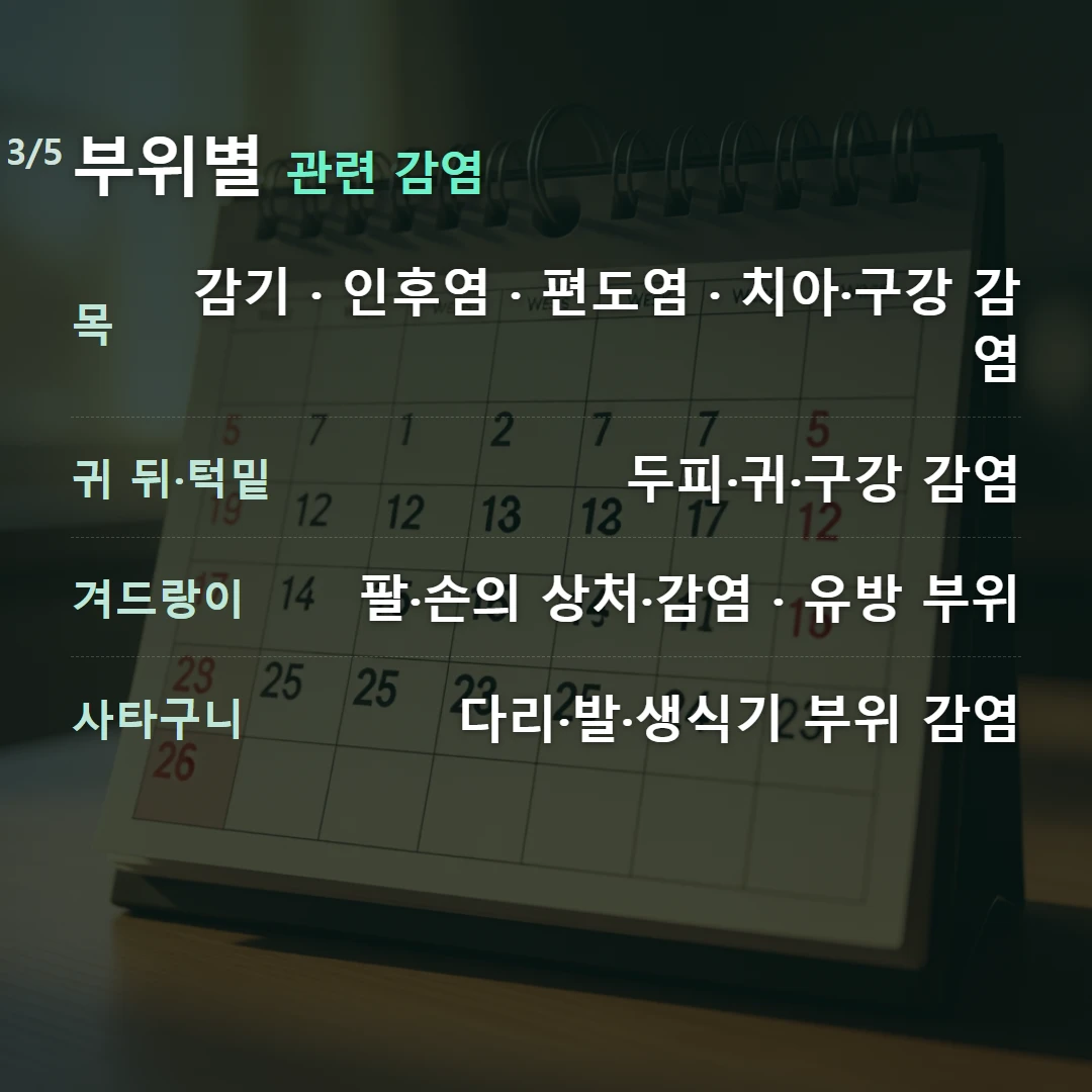 부위별 관련 감염 — 목 감기 · 인후염 · 편도염 · 치아·구강 감염, 귀 뒤·턱밑 두피·귀·구강 감염, 겨드랑이 팔·손의 상처·감염 · 유방 부위, 사타구니 다리·발·생식기 부위 감염