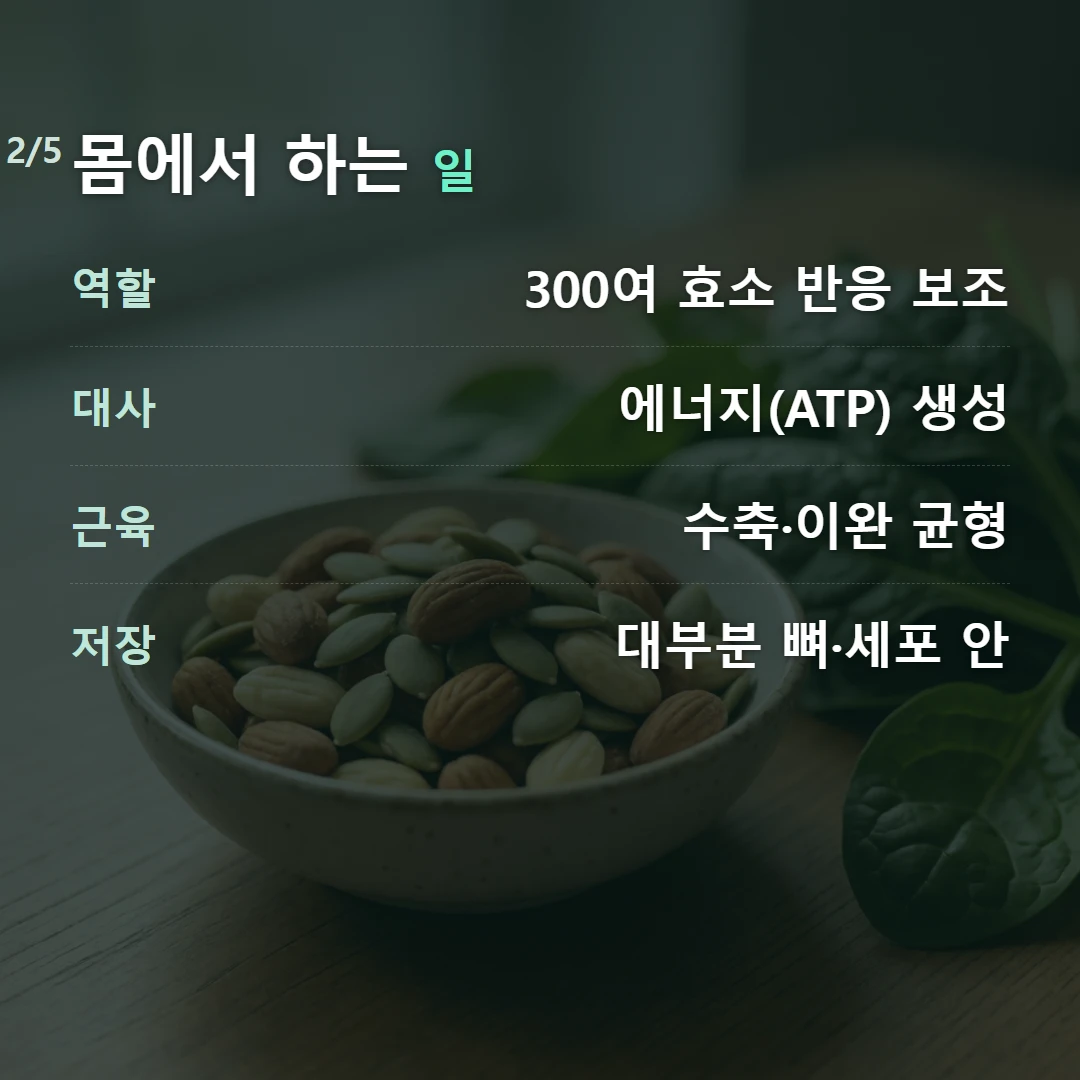 몸에서 하는 일 — 역할 300여 효소 반응 보조, 대사 에너지(ATP) 생성, 근육 수축·이완 균형, 저장 대부분 뼈·세포 안