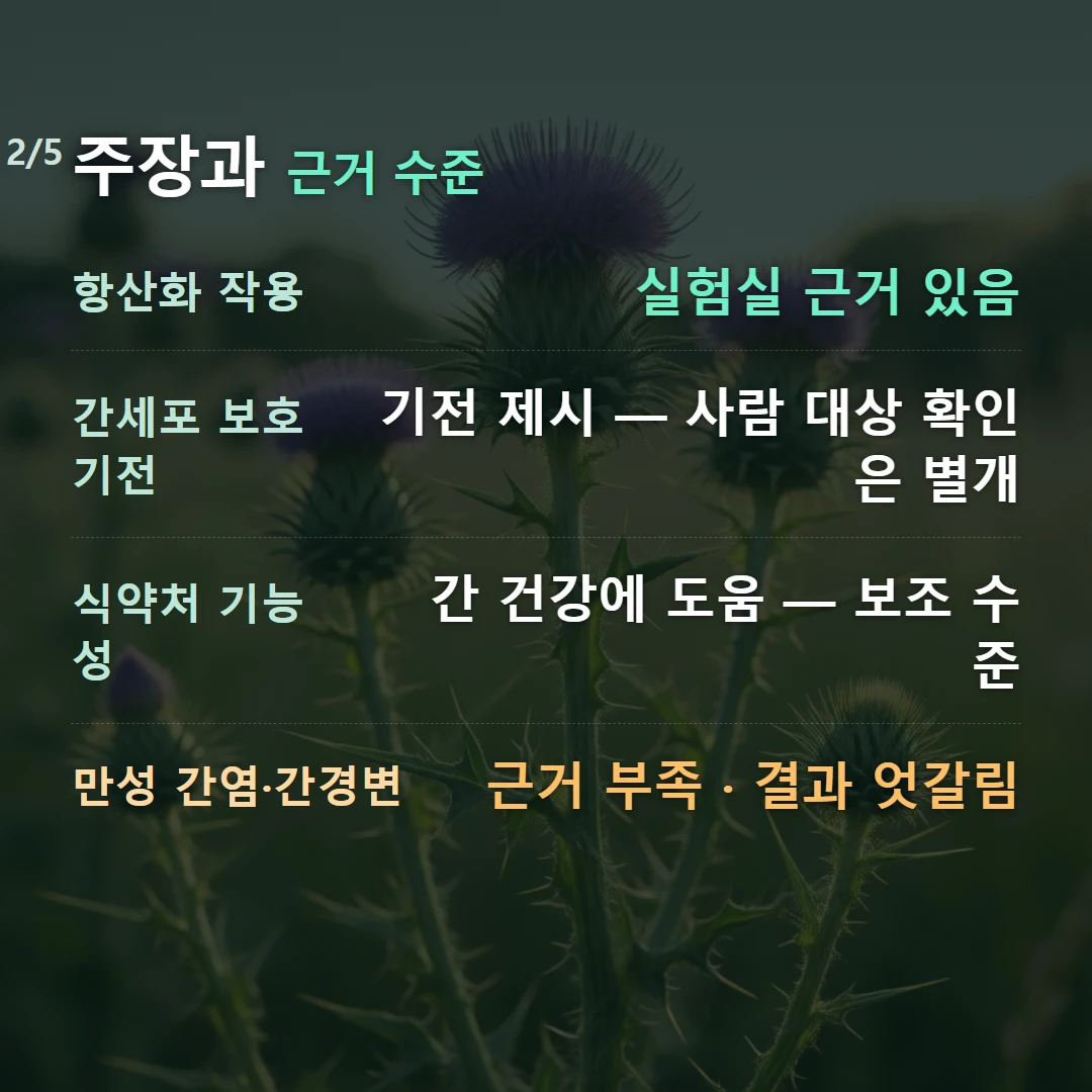 주장과 근거 수준 — 항산화 작용 실험실 근거 있음, 간세포 보호 기전 기전 제시 — 사람 대상 확인은 별개, 식약처 기능성 간 건강에 도움 — 보조 수준, 만성 간염·간경변 근거 부족 · 결과 엇갈림