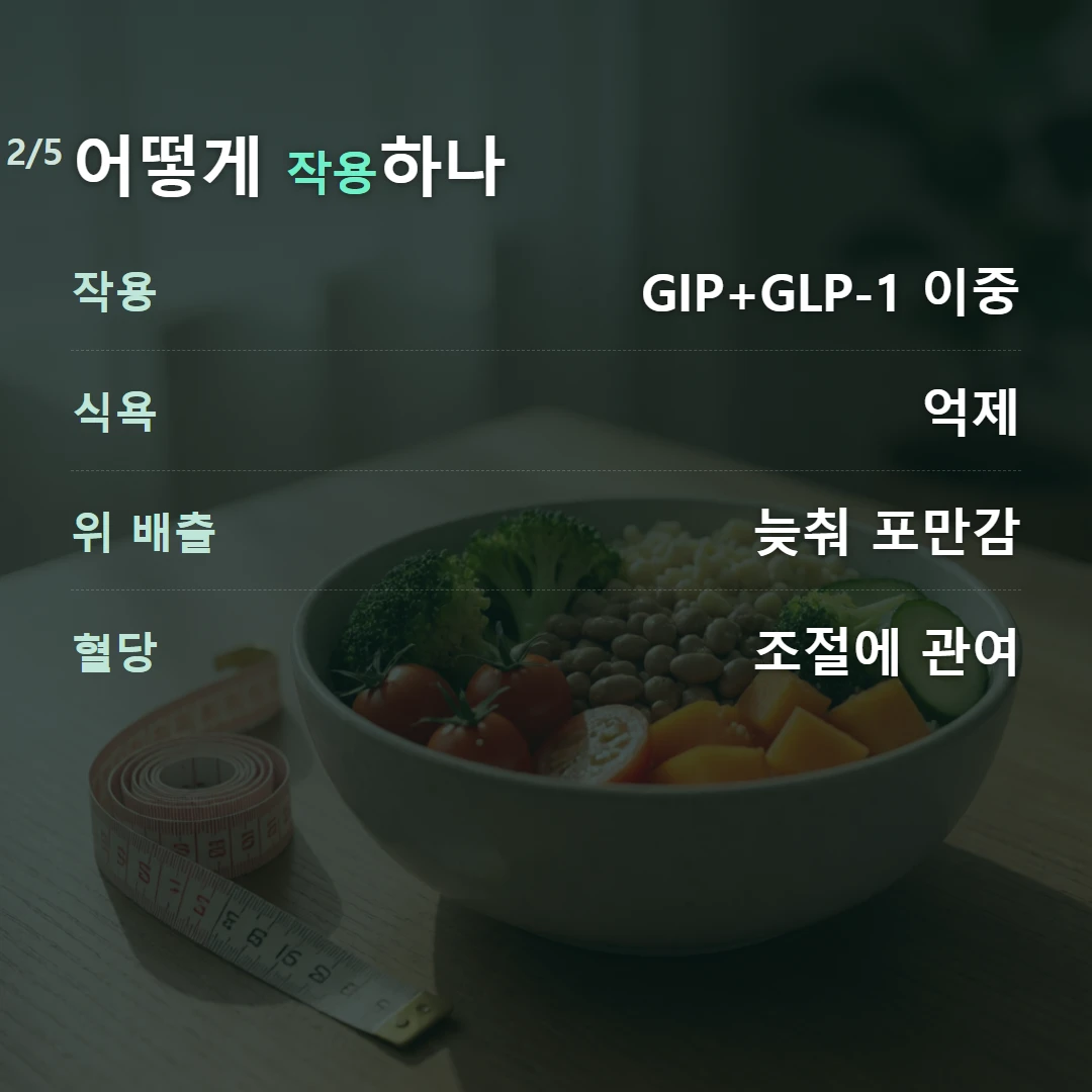 어떻게 작용하나 — 작용 GIP+GLP-1 이중, 식욕 억제, 위 배출 늦춰 포만감, 혈당 조절에 관여