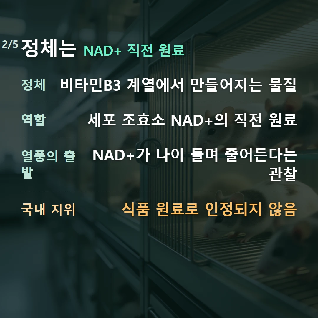 정체는 NAD+ 직전 원료 — 정체 비타민B3 계열에서 만들어지는 물질, 역할 세포 조효소 NAD+의 직전 원료, 열풍의 출발 NAD+가 나이 들며 줄어든다는 관찰, 국내 지위 식품 원료로 인정되지 않음