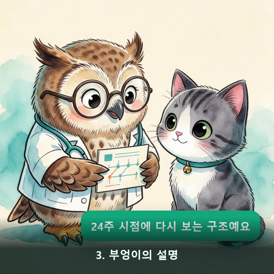 웹툰 3컷 — 3. 부엉이의 설명 (24주 시점에 다시 보는 구조예요)