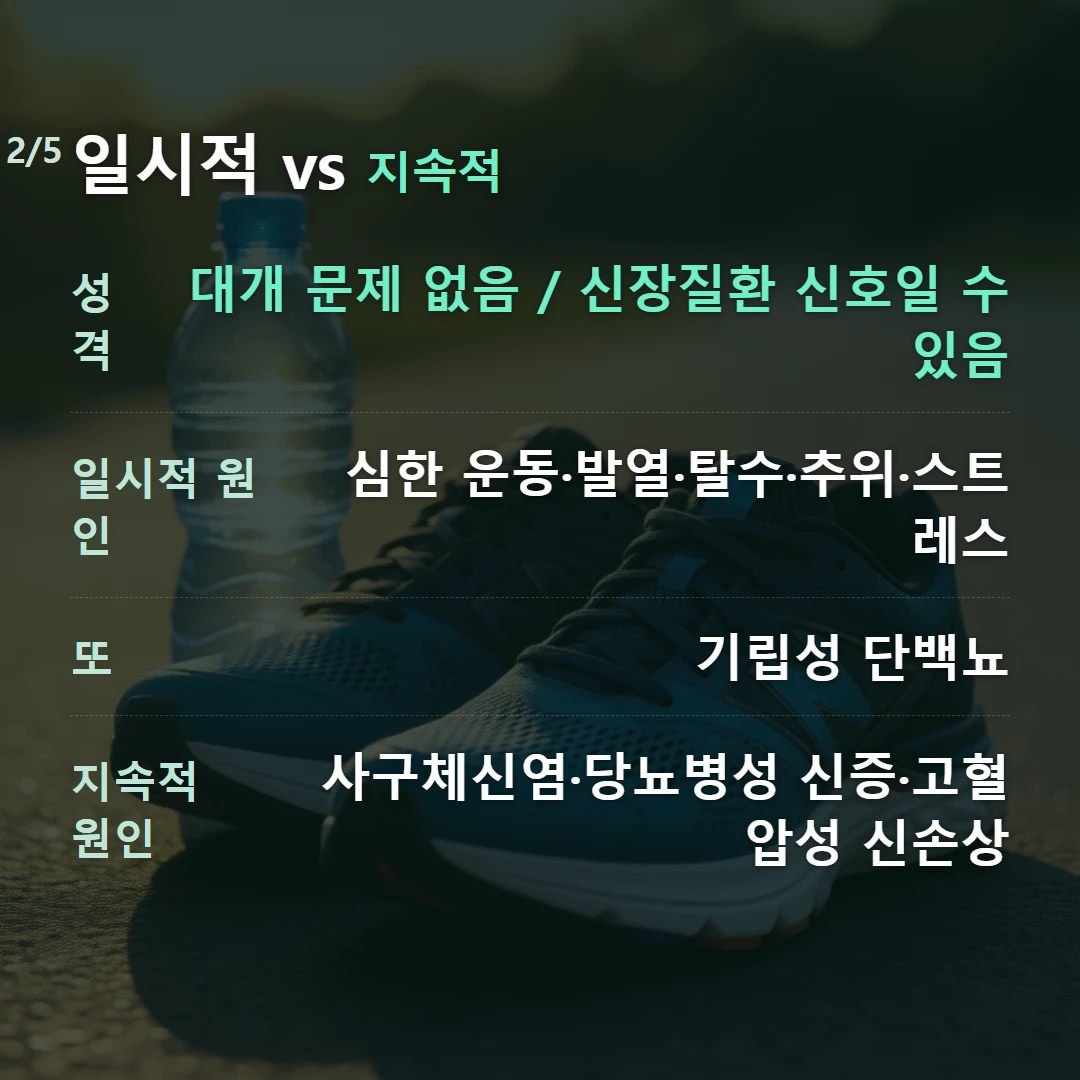 일시적 vs 지속적 — 성격 대개 문제 없음 / 신장질환 신호일 수 있음, 일시적 원인 심한 운동·발열·탈수·추위·스트레스, 또 기립성 단백뇨, 지속적 원인 사구체신염·당뇨병성 신증·고혈압성 신손상