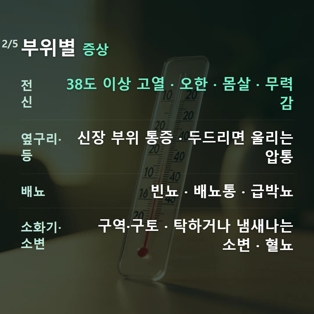 부위별 증상 — 전신 38도 이상 고열 · 오한 · 몸살 · 무력감, 옆구리·등 신장 부위 통증 · 두드리면 울리는 압통, 배뇨 빈뇨 · 배뇨통 · 급박뇨, 소화기·소변 구역·구토 · 탁하거나 냄새나는 소변 · 혈뇨