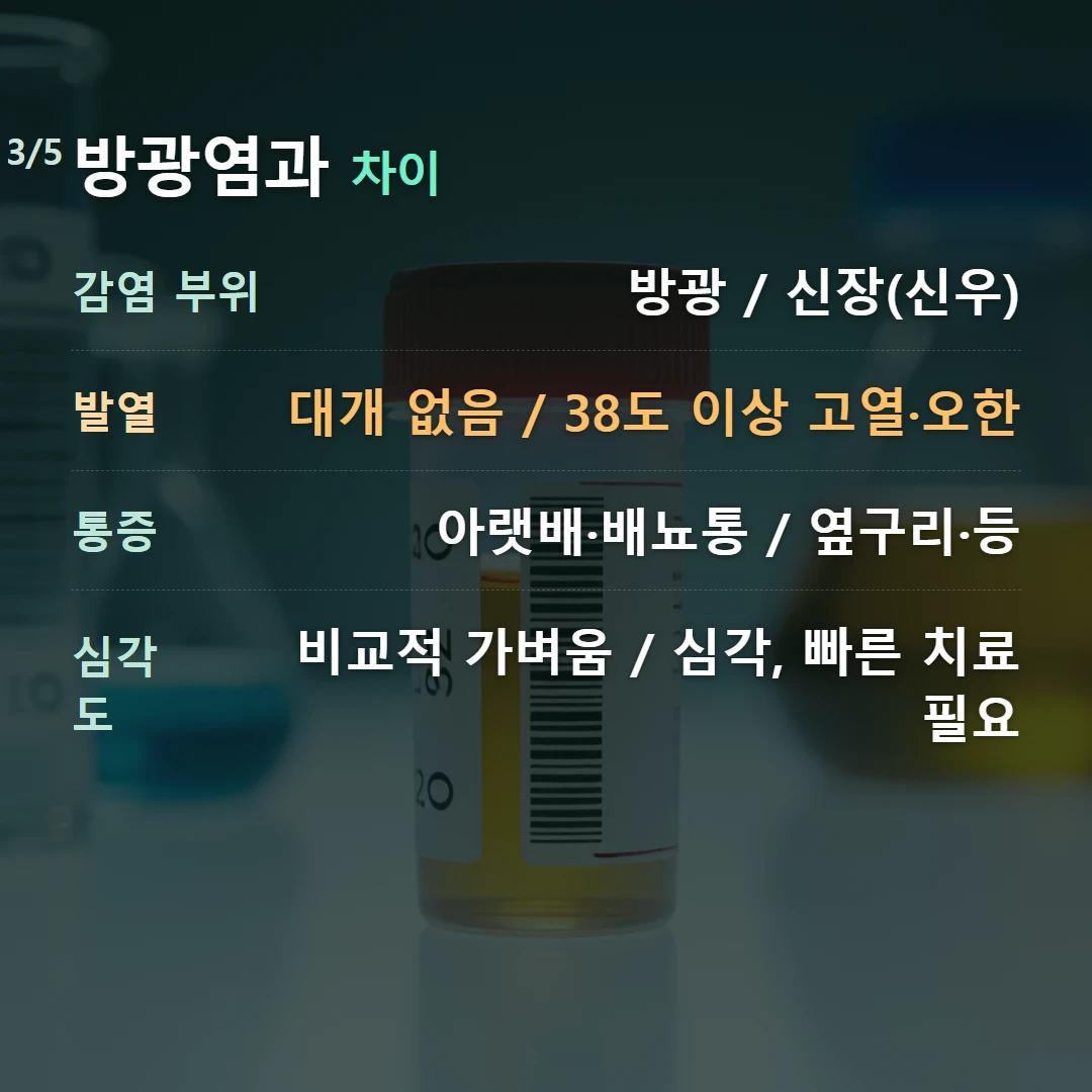 방광염과 차이 — 감염 부위 방광 / 신장(신우), 발열 대개 없음 / 38도 이상 고열·오한, 통증 아랫배·배뇨통 / 옆구리·등, 심각도 비교적 가벼움 / 심각, 빠른 치료 필요