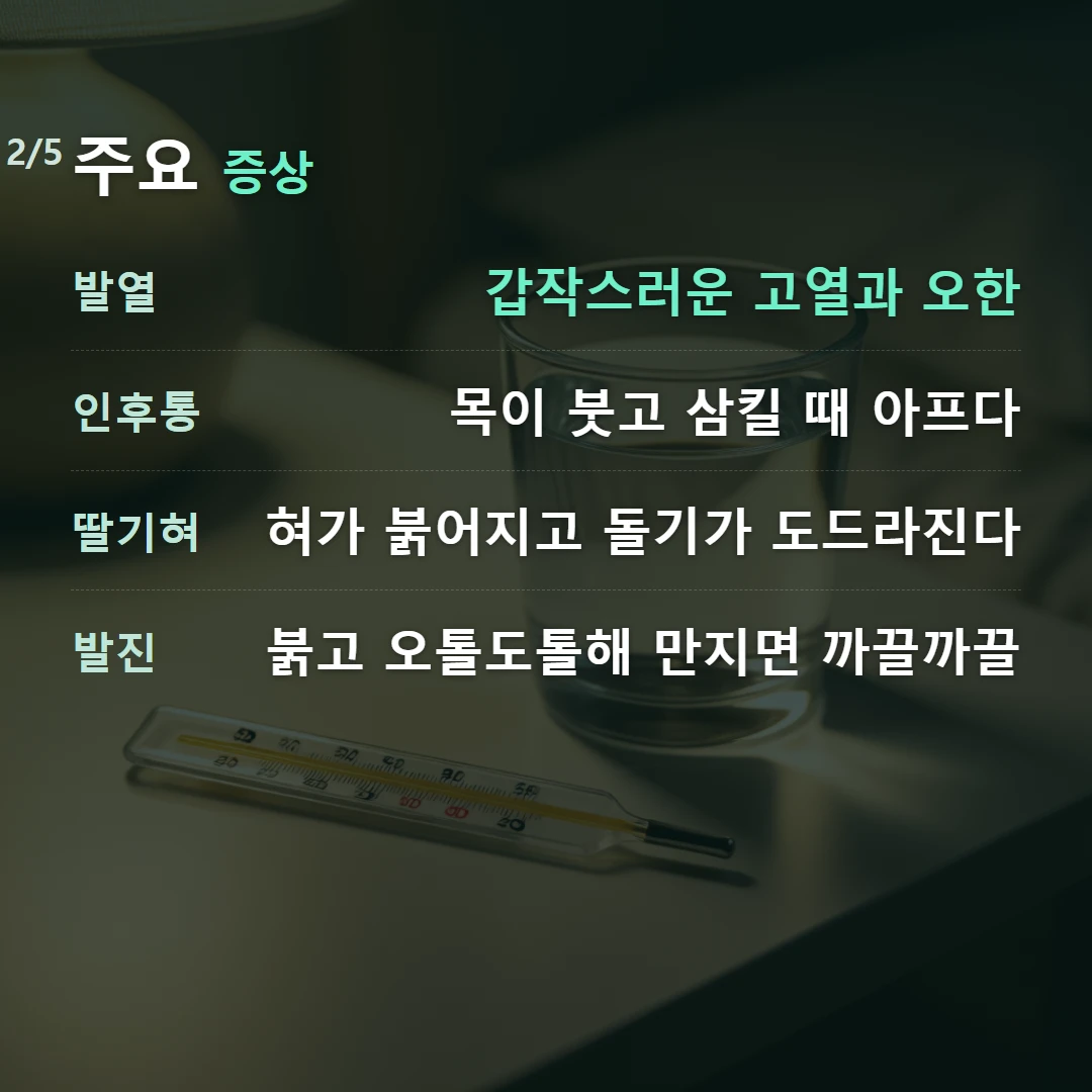 주요 증상 — 발열 갑작스러운 고열과 오한, 인후통 목이 붓고 삼킬 때 아프다, 딸기혀 혀가 붉어지고 돌기가 도드라진다, 발진 붉고 오톨도톨해 만지면 까끌까끌