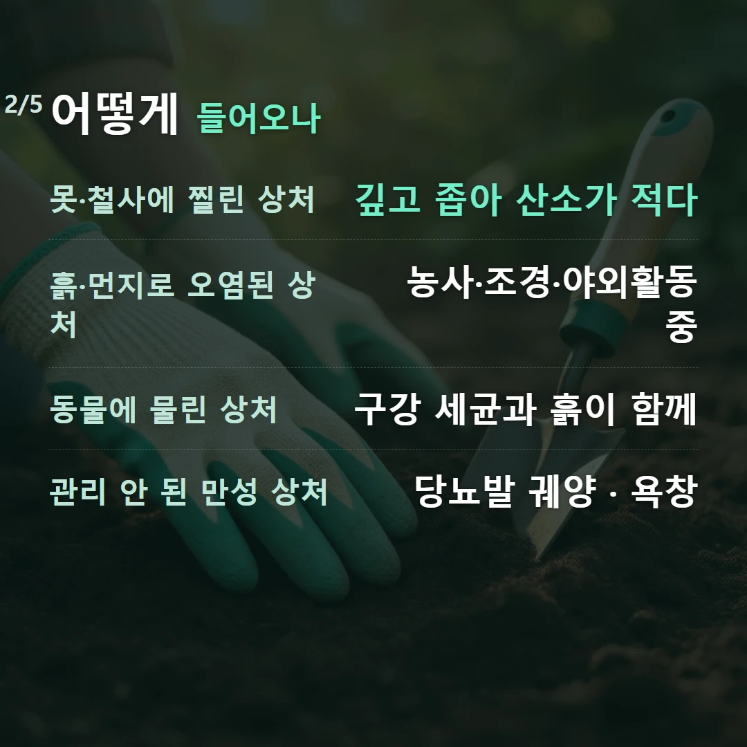 어떻게 들어오나 — 못·철사에 찔린 상처 깊고 좁아 산소가 적다, 흙·먼지로 오염된 상처 농사·조경·야외활동 중, 동물에 물린 상처 구강 세균과 흙이 함께, 관리 안 된 만성 상처 당뇨발 궤양 · 욕창