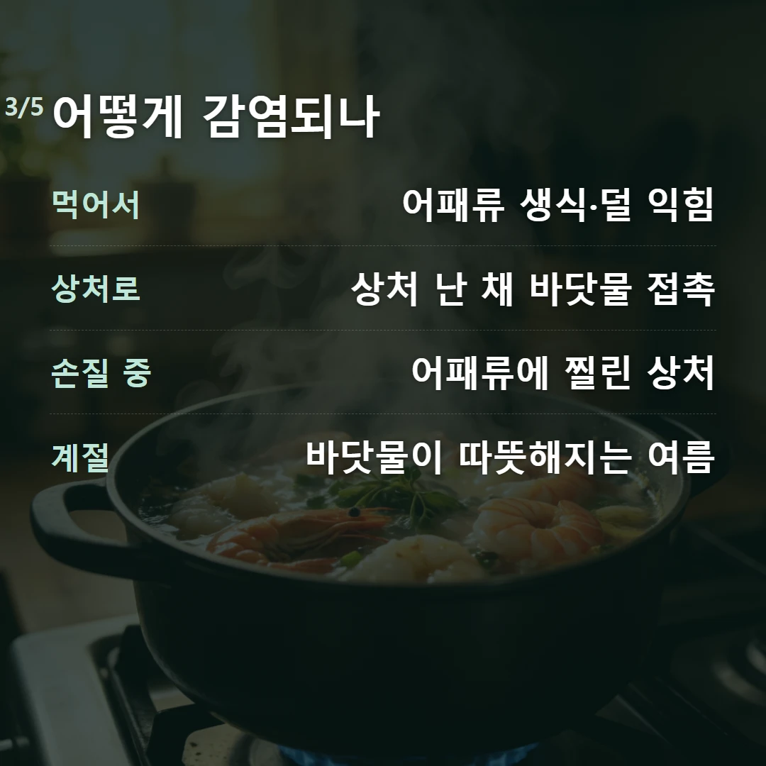 어떻게 감염되나 — 먹어서 어패류 생식·덜 익힘, 상처로 상처 난 채 바닷물 접촉, 손질 중 어패류에 찔린 상처, 계절 바닷물이 따뜻해지는 여름